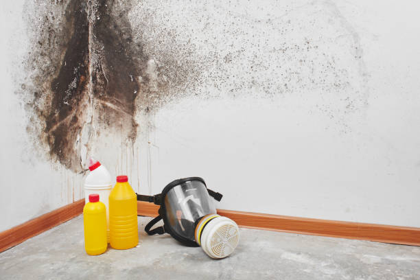 Crawl Space Mold Removal in Bal Harbour, FL