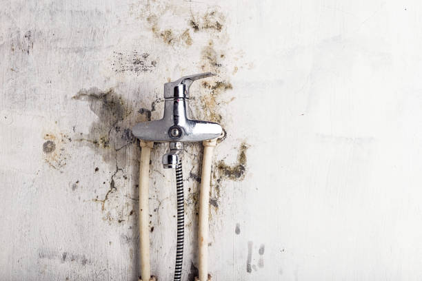Best Mold Removal Company Near Me  in Bal Harbour, FL