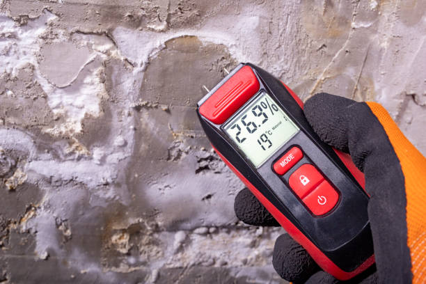 Best Mold Damage Repair  in Bal Harbour, FL
