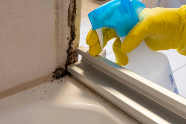 Certified Mold Removal in Bal Harbour, FL