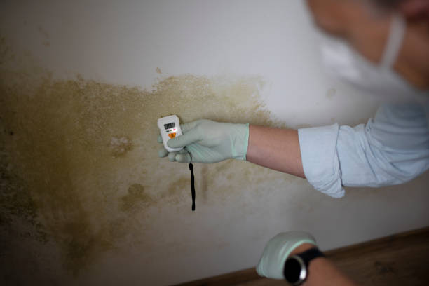 Professional Mold Removal in Bal Harbour, FL